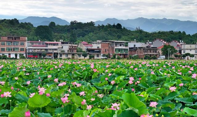湖南  常宁  荷田  美景