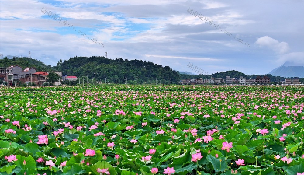 湖南  常宁  荷田  美景