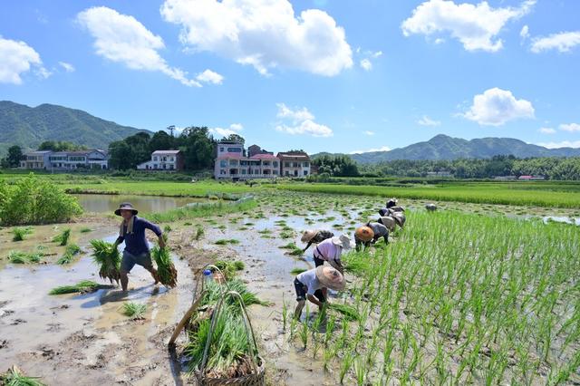 粮食生产  双抢  早稻  晚稻  丰收