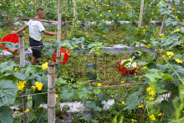 丝瓜丰收 采摘