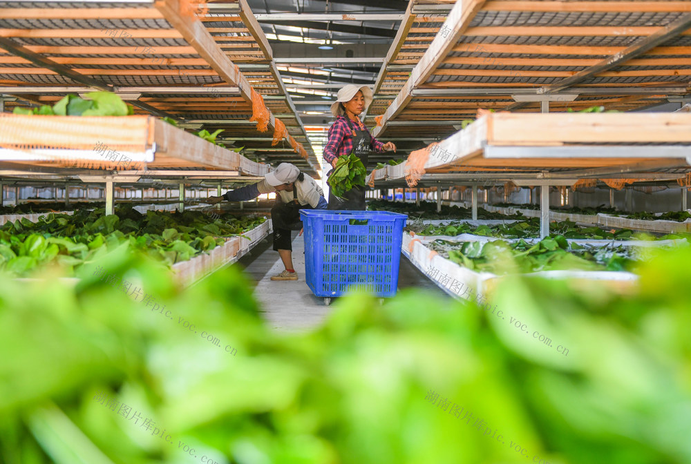 桑蚕
产业
道县