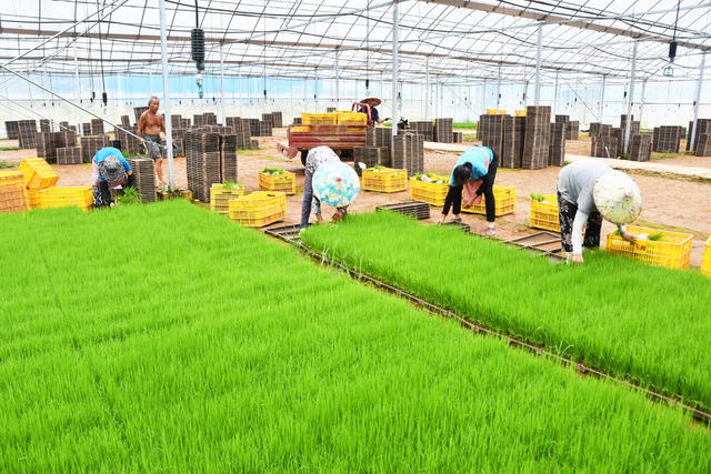  稻田“双抢”忙