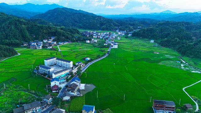 水稻、农田、农业、种植、农村