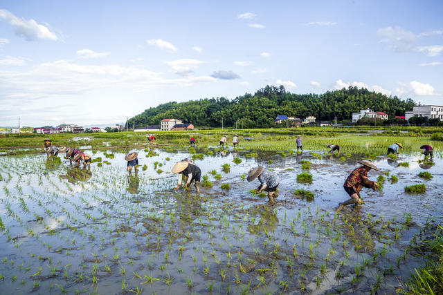 战高温抢插晚稻
