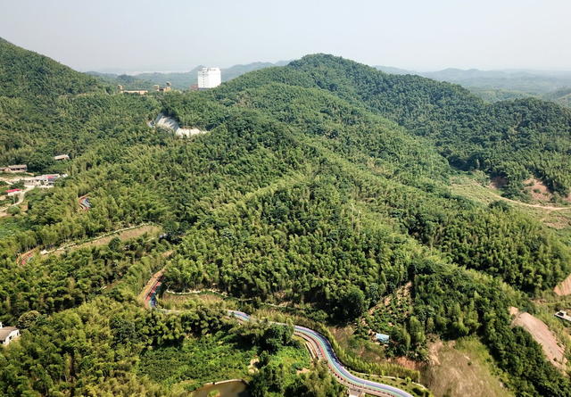 竹囗产业囗富囗桃江