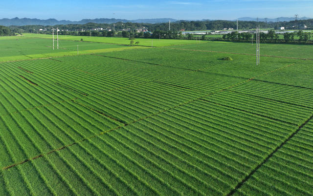 绿茵稻田美如画