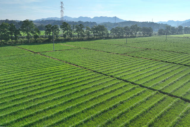 绿茵稻田美如画