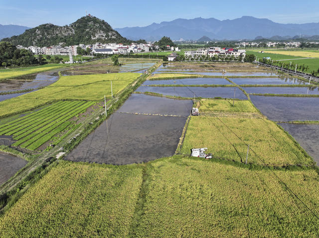 立秋  农事  农业生产 水稻