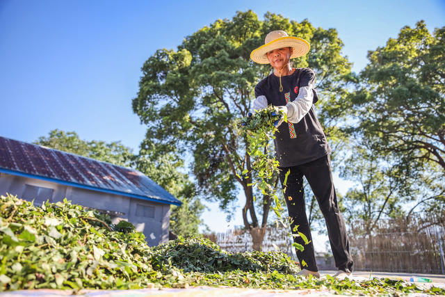 药材 瑶族药浴 非物质文化遗产 非遗 中药 瑶浴 晾晒