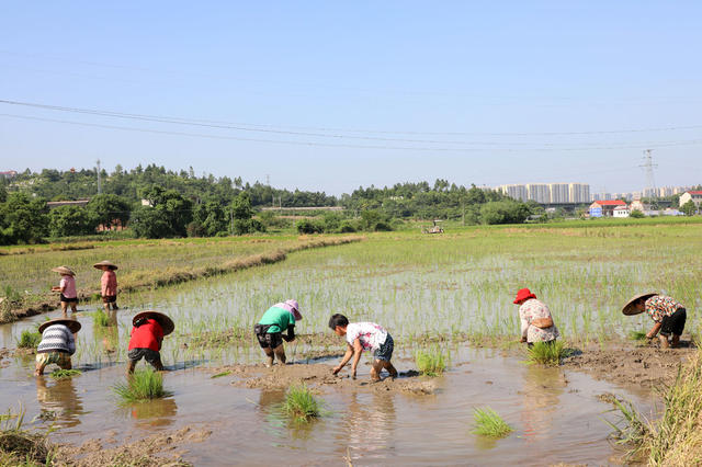 农机  水田  农民  立秋  插秧  播种
