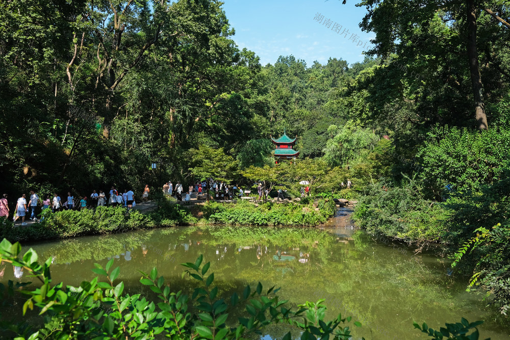 爱晚亭，游人如织