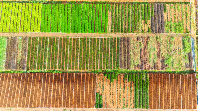 晴热天气 节水保灌溉 