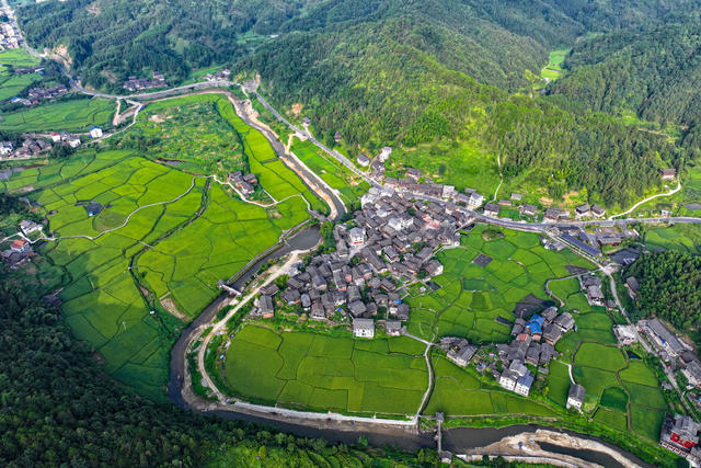 
水稻 立秋 稻谷 乡村 农田 田园 