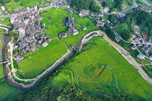 
水稻 立秋 稻谷 乡村 农田 田园 