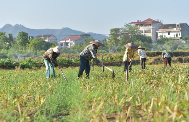 中药材  发展村级 集体经济  产业发展  农民增收  合作社  经济建设  