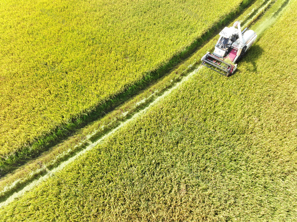 二十四节气  立秋  粮食生产  中稻蓄再生稻  收割机  烘干厂
