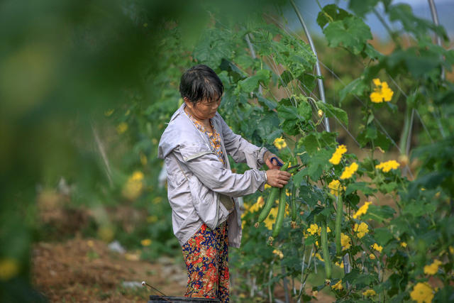 湖南，湘西，节气，立秋，农事，农时，忙碌