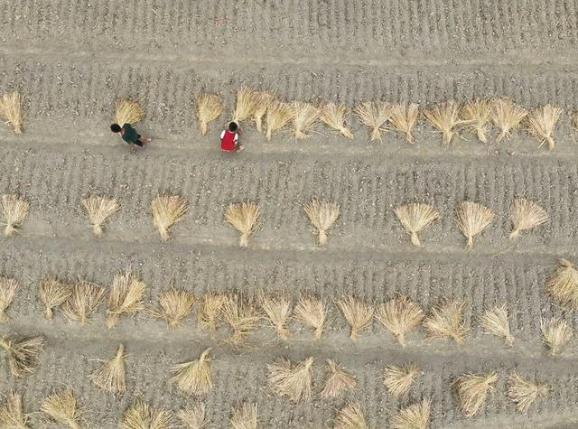藠头
产业
乡村振兴
秋种
