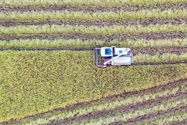 中稻成熟收割忙