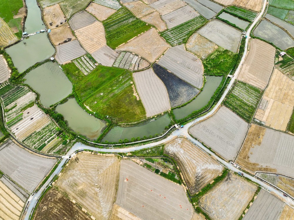 藠头
产业
乡村振兴
秋种
