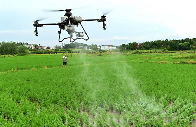 田间管理 水稻 晚稻管护 施肥 除虫 无人机 农技员 粮食生产 喷药