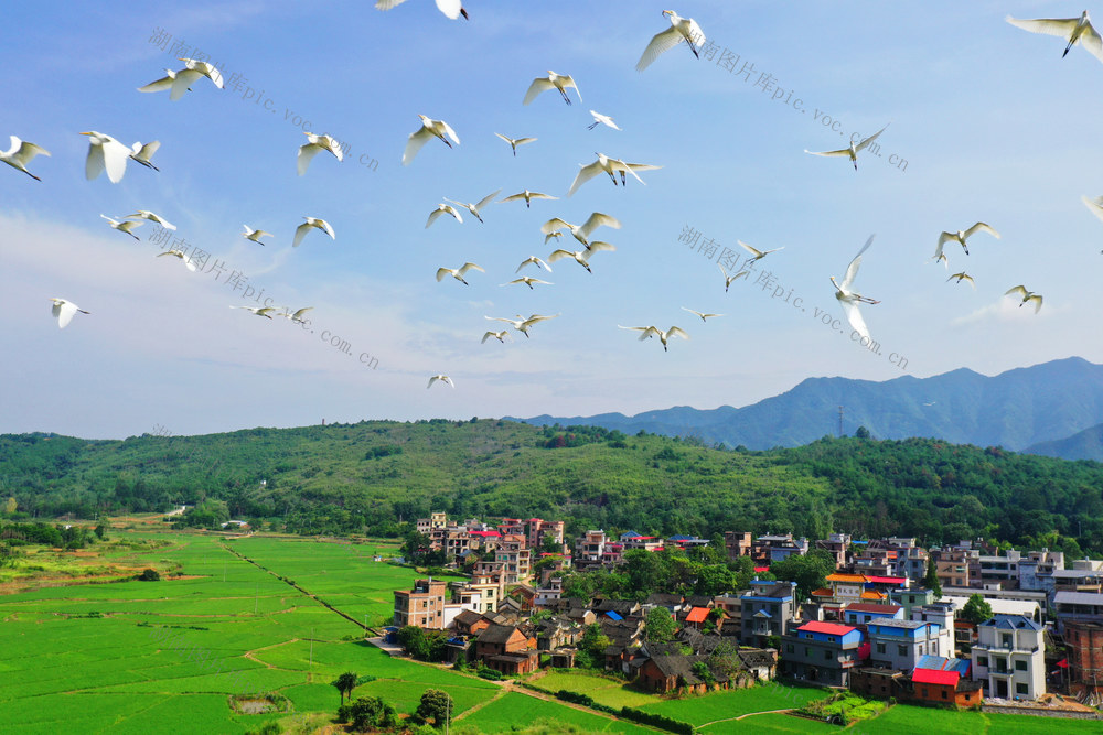 嘉禾：乡村生态美   鹭鸟展翅飞