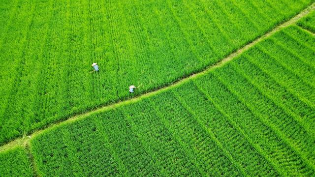 侗族 村民 制种 田间 除杂 劳作
