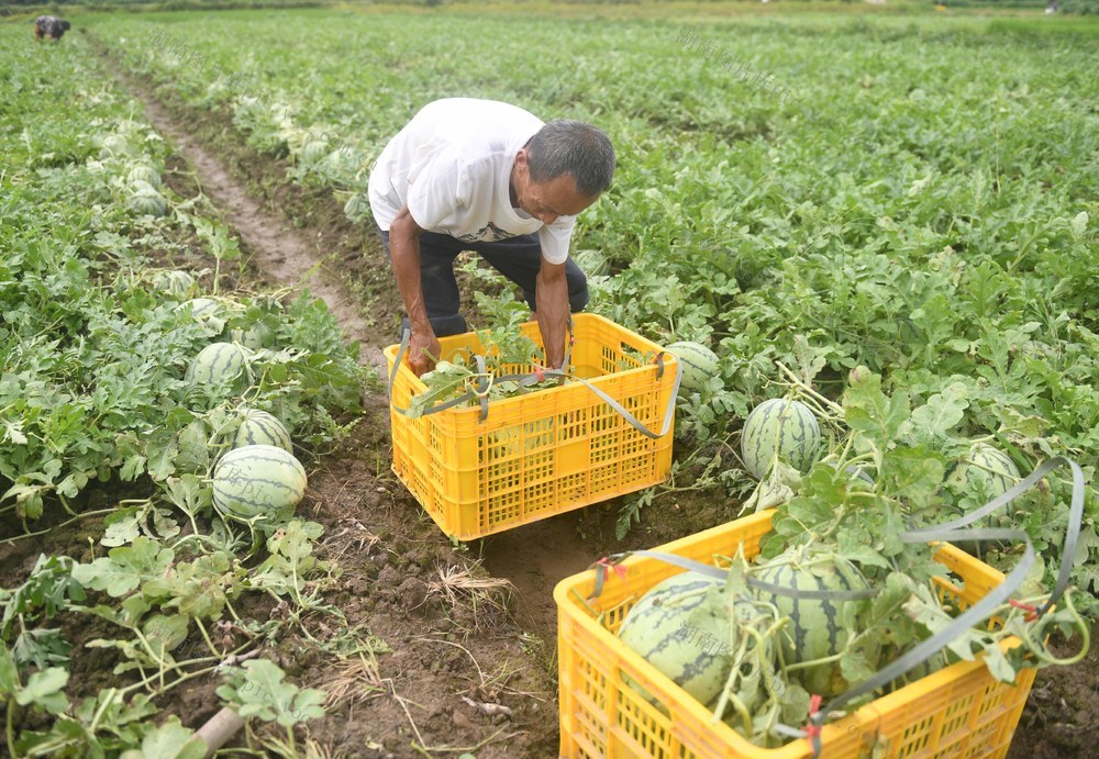 特色
瓜果
道县