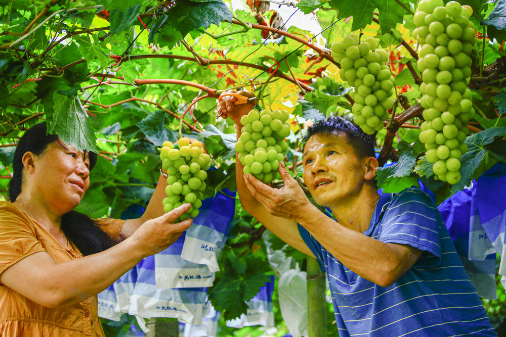 郴州市  苏仙区  卜里坪街道  长冲铺村  村民   葡萄园  采摘 
  阳光玫瑰  上市  巨峰  葡萄  葡萄种植  年收入  黄建华