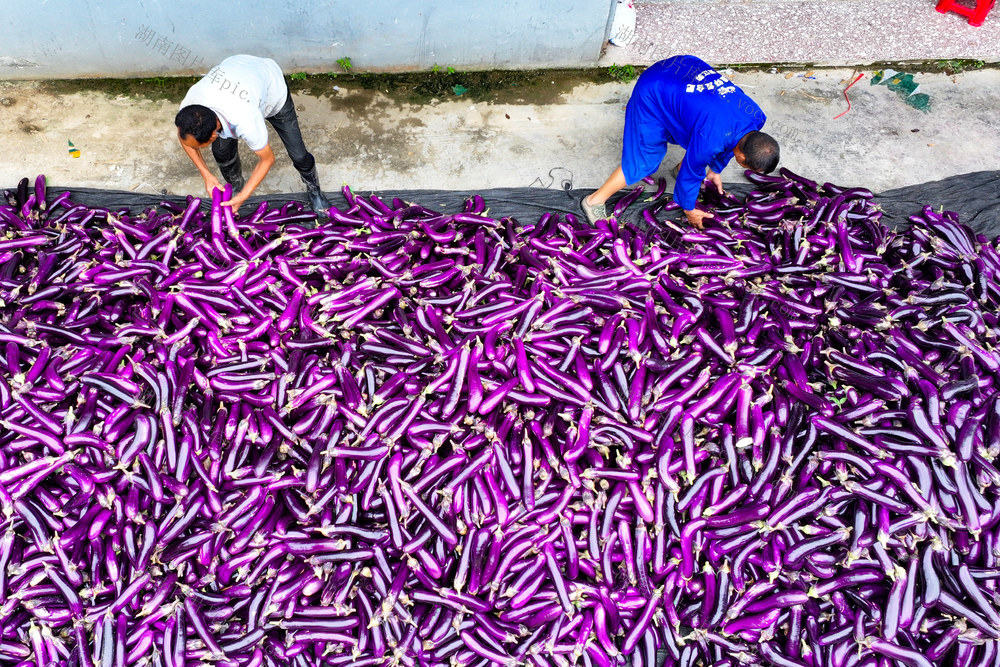 茄子 丰收 采摘 红茄 产业 农民