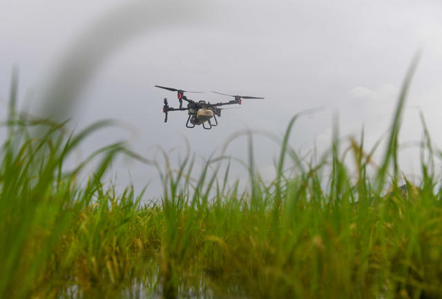 晚稻
道县
飞防

