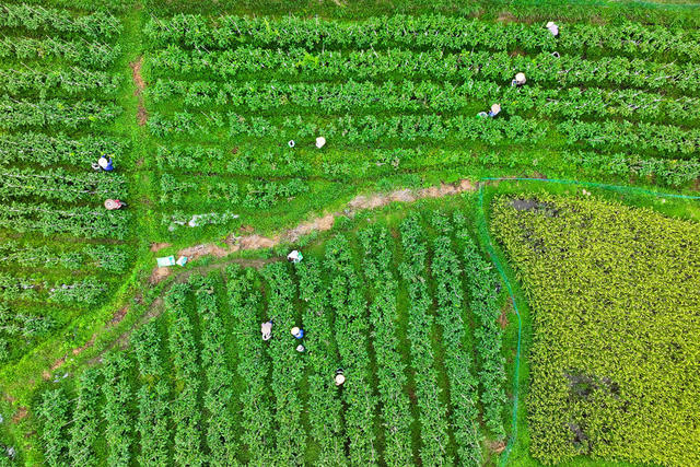 茄子 丰收 采摘 红茄 产业 农民