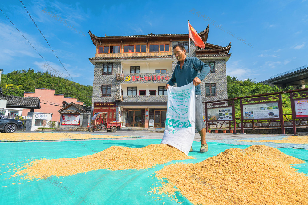 优质水稻“玉针香”迎来收割期  推广“玉针香”等优质水稻种植  村民将收割好的“玉针香”抓紧利用晴好天气进行晾晒  颗粒归仓 
 确保端稳粮食饭碗