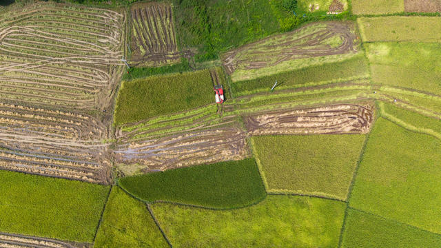 农业 中稻丰收 粮食生产 处暑农忙