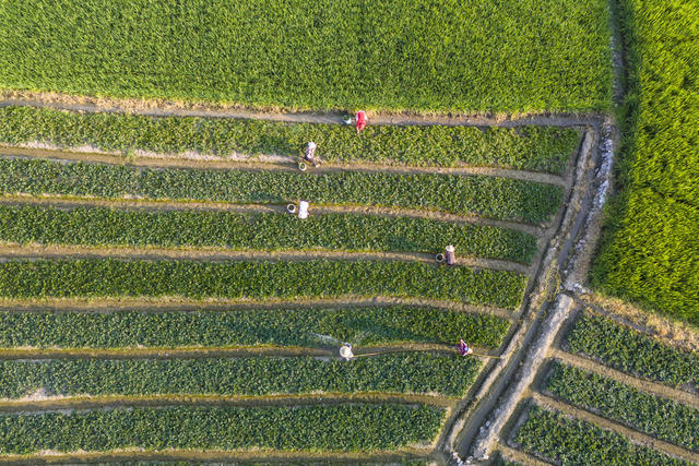 湖南娄底 草莓苗 管理管护 市场 