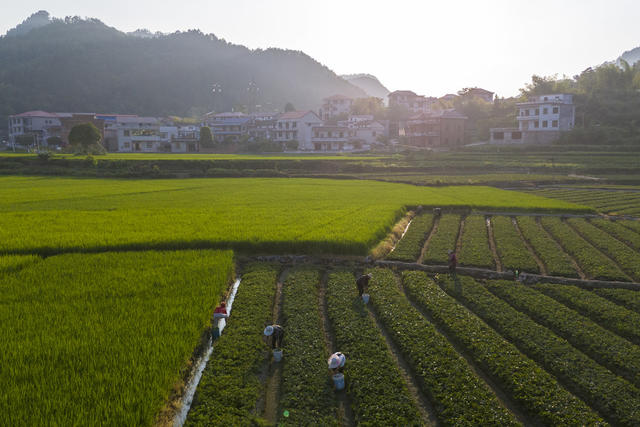 湖南娄底 草莓苗 管理管护 市场 
