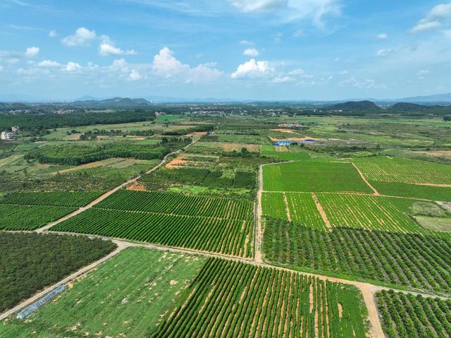 产业
特色
道县