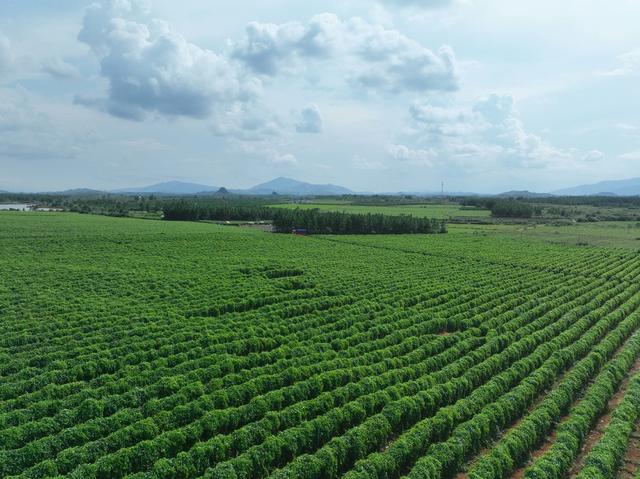 产业
特色
道县