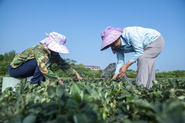 湖南娄底 处暑 农忙 管理 农时