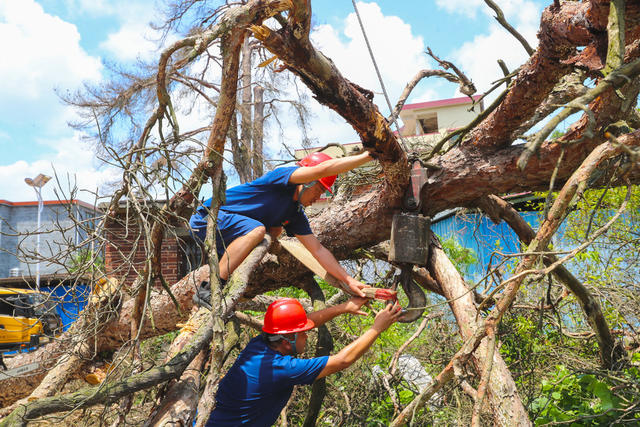 消防  救援  砍树  除险  安全