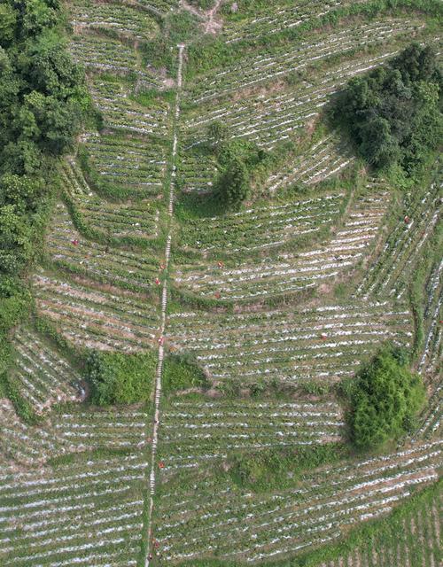 辣椒喜丰收     产业更“火辣”