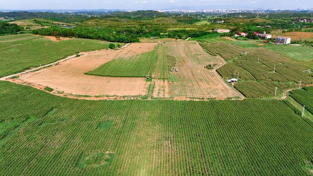 农业 玉米丰收 农业机械化 处暑农忙