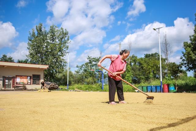 处暑 晒谷 农业 丰收 水稻 稻谷