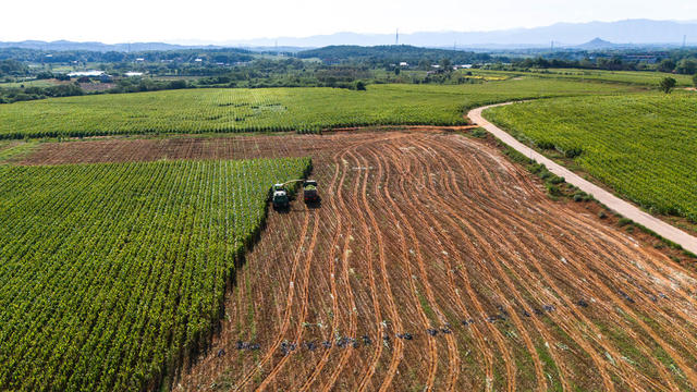 农业 玉米丰收 农业机械化 处暑农忙