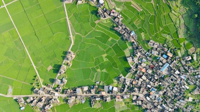 水稻 田园