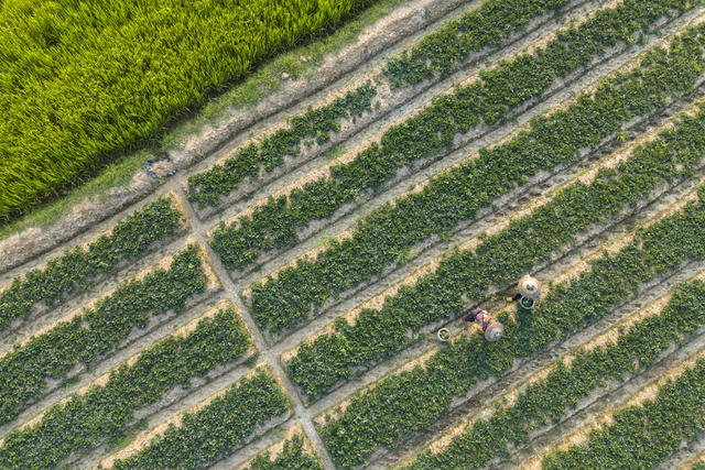 娄底 草莓苗 管护 农业产业 示范基地