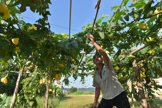 处暑 蔬菜 菜农 食材 土菜 