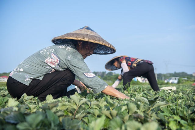 娄底 草莓苗 管护 农业产业 示范基地