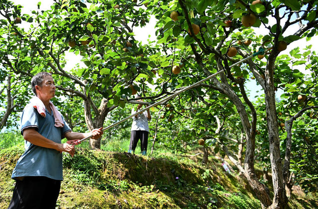 林果产品 采摘 山地 特色产品 金秋梨 水果  农民 产业化 提质增效 种植