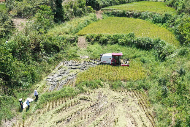 湖南，龙山，跨区，作业，秋收，水稻，收割